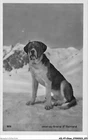 AILP7-0648 - DOG - Dog Of The Great St. Bernard