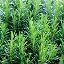 Premium Common Rosemary Herb - Fresh Heirloom Seeds. Buy any 3 items, 10% off!