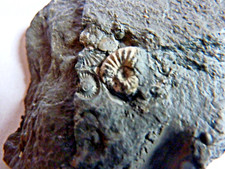 F1698 Lias delta amonit pleuroceras podburzowe skamieniałości amonity