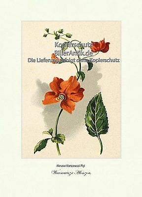 Warscewiczs Alonzoa Maskenblume Braunwurzgewächse Vilmorin A4 176 - Bild 1 von 1