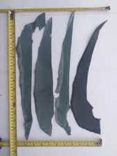nowe oryginalne skrawki skórki skóry Stingray 67 gramów SK077