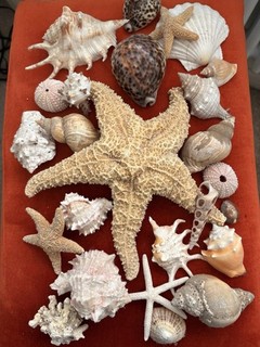 Fantastic collection of Shells. Includes Large Sugar StarFish Coral & abalone