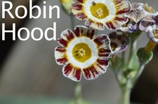 Primula auricula plants - Choose three plants from eight varieties