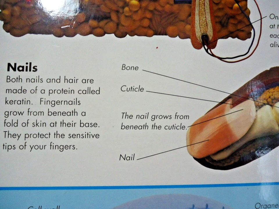 1997 How Your Body Works 16" X 24" made in Italy, HC educational Big board book - Image 3 of 4