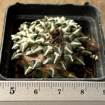 A33-1345 Cactus kotschoubeyanus, VM220, Tula, Tam, grafted