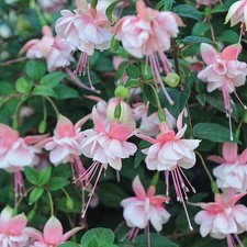 6 Giant Trailing Fuchsia Southgate Hanging  Basket Patio Plug Plants