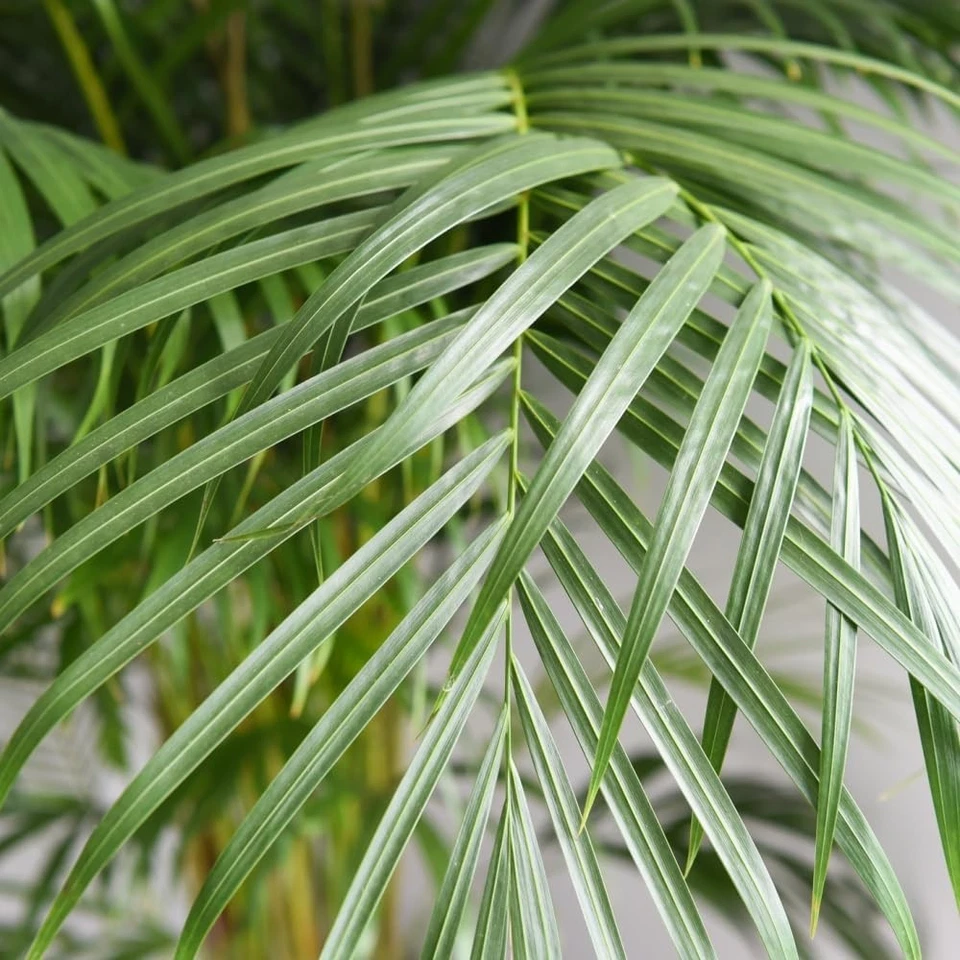 Areca Dypsis Palm Tree (Golden Cane Palm) 9cm & 12cm Potted Plant by T&M - Image 3 of 4