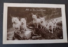 Real Dog Photo, West Highland White Terriers, All On The Look Out