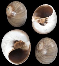 Whales Eye Shell - 1 to 2" Sold in sets of 3