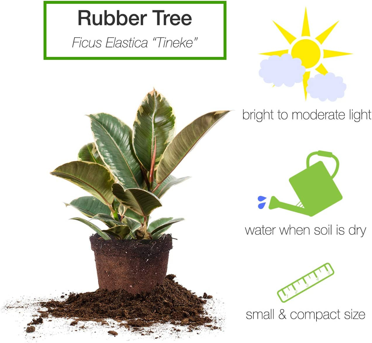 Variegated Rubber Plant | Ficus Elastica 'Tineke' | Live Indoor Houseplant | Uni