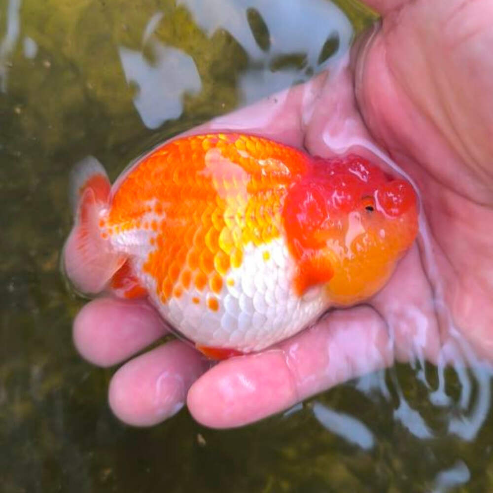 Live Premium Fancy Goldfish Thai Ranchu Dragon Head 3
