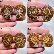 100% Natural Top Quality Ammonite Fossil Pair Cabochon Loose Gemstone