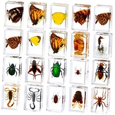 20 Pcs Insect in Resin Bug Preserved Specimen Collection Paperweights Resin 