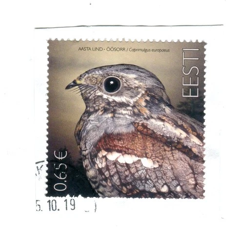 EST_723 2019 Estonia Bird of the year the European nightjar birds FAUNA USED