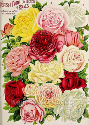 Fabric Block Vintage Roses Seed Catalog Multi Szs FrEE Shipping (102B