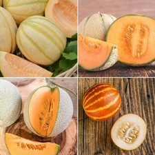 Melon Seeds - Huge Selection of Varieties