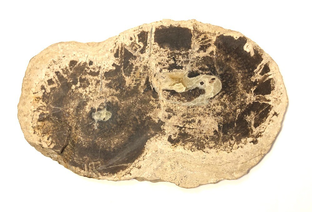 Beautiful Fossilized Dinosaur Egg Slice Twins Double Yolk