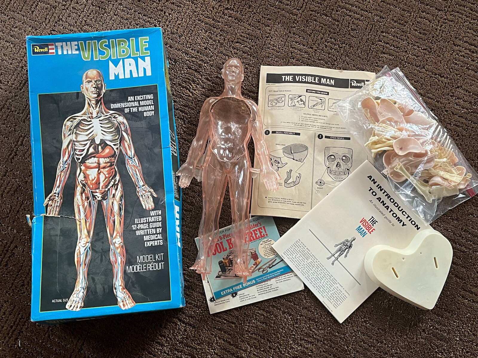 Vtg 1977 Revell Model Kit The Visible Man Human Body Anatomy Model 
