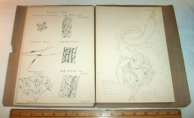 1898 Archive of Biology Anatomy Drawings , Brown University Student Rhode Island