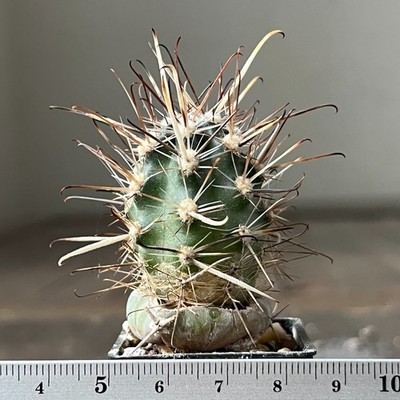 A26-287  Austrocactus bertinii, JN 13, Las Balderas, grafted