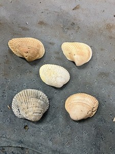California Fossil Bivalve Phacoides nattalli Pleistocene Age Clam Shell
