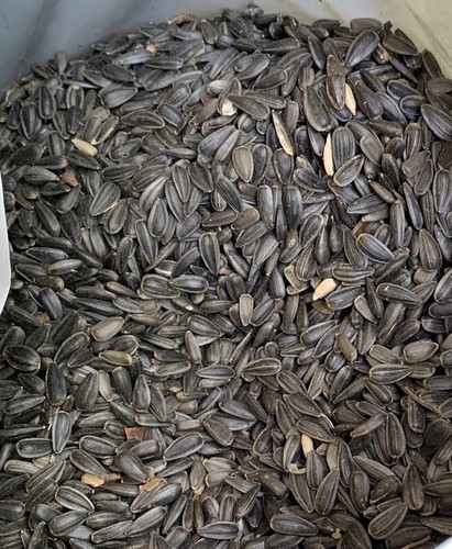 ⚡️ Valley Splendor Black Oil Sunflower Seeds 20lb Bag - Picture 2 of 3