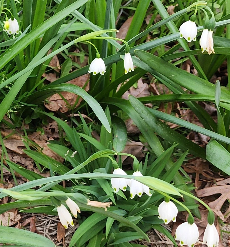 15 Bulbs Leucojum aestivum Southern Snowflake Spring Summer Bulbs White Flowers - Image 2 of 2