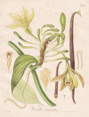 Vanilla Aromatica Botanical Engraving Copperplate Print Guimpel 1815