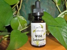 Wild Lettuce Tincture 2 oz. Wildcrafted, Fresh plant preparation