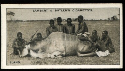 Rodishia Butler Tobacco Card, Lambert Butler, FAUNA OF RHODESIA, 1929, Eland, #8 | eBay UK