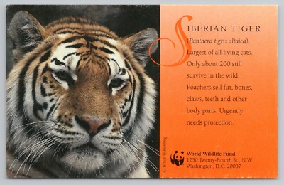 Siberian Tiger Largest Of All Living Cats - World Wildlife Fund c1980 Postcard
