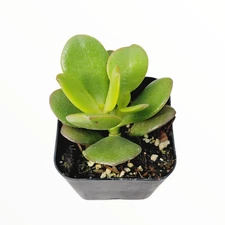 Crassula ovata 'Baby Jade' Succulent Plant