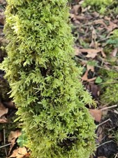 Live Fresh Moss Sheet Assortment for Terrarium Vivarium Plant Topper Crafts