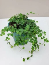 Ficus Quercifolia Mini Oakleaf Creeping Fig Plant Terrarium Fairy Garden 2.5"Pot
