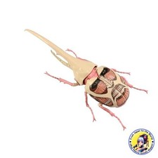 FUJIMI No.262 Attack on Titan Hercules Beetle Model Kit Super Titan Edition