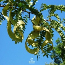 Honey Locust 10 PCS fresh seeds (Gleditschia triacanthos L.). Gleditschia