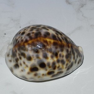 Leopard Cowrie Cypraea tigris Specimen Museum Quality High Gloss Hawaii