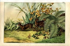 1875 WILD ANIMALS LITHOGRAPH siberian musk deer