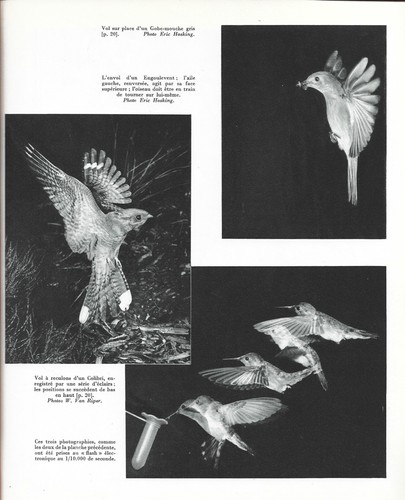 VIE et MOEURS des OISEAUX Paul BARRUEL 16 Planches 80 Dessins Dr Bourlière 1956 - Picture 7 of 24