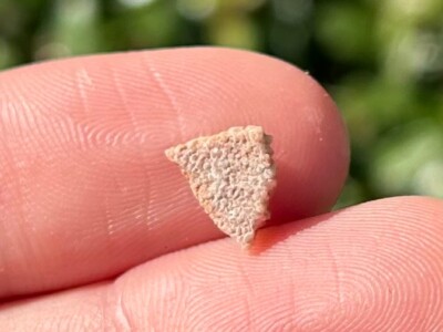 COQUILLE D'OEUF DE dinosaure Megaloolithus Fossile / Eggshell dinosaur! EUR 7,00 - FR
