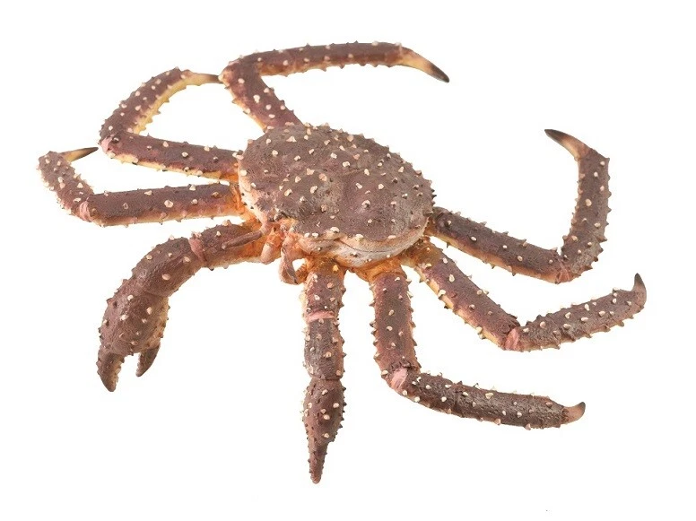 Collecta 88851 Königskrabbe 12 cm Wassertiere