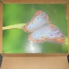 Butterfly Stretched Canvas Print on Rectangular Canvas 12x16 Wall Art Home Decor