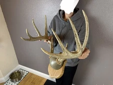 Real Whitetail Deer Antlers Set Wild Idaho Horns Plaque Mount Skull 5x5