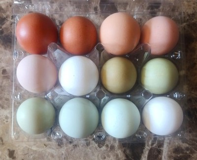 12 Fresh Backyard Eggs for eating, baking, cooking White, Brown, Blue, and Green