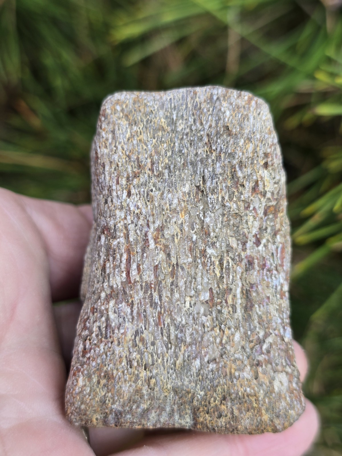 Partial Mosasaur Vertebrae Bones Cretaceous Dinosaur Fossil Ozan TX