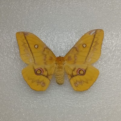 Golden Emperor Moth, Nudaurelia dione, Set Specimen, Wings Spread, Real Insect