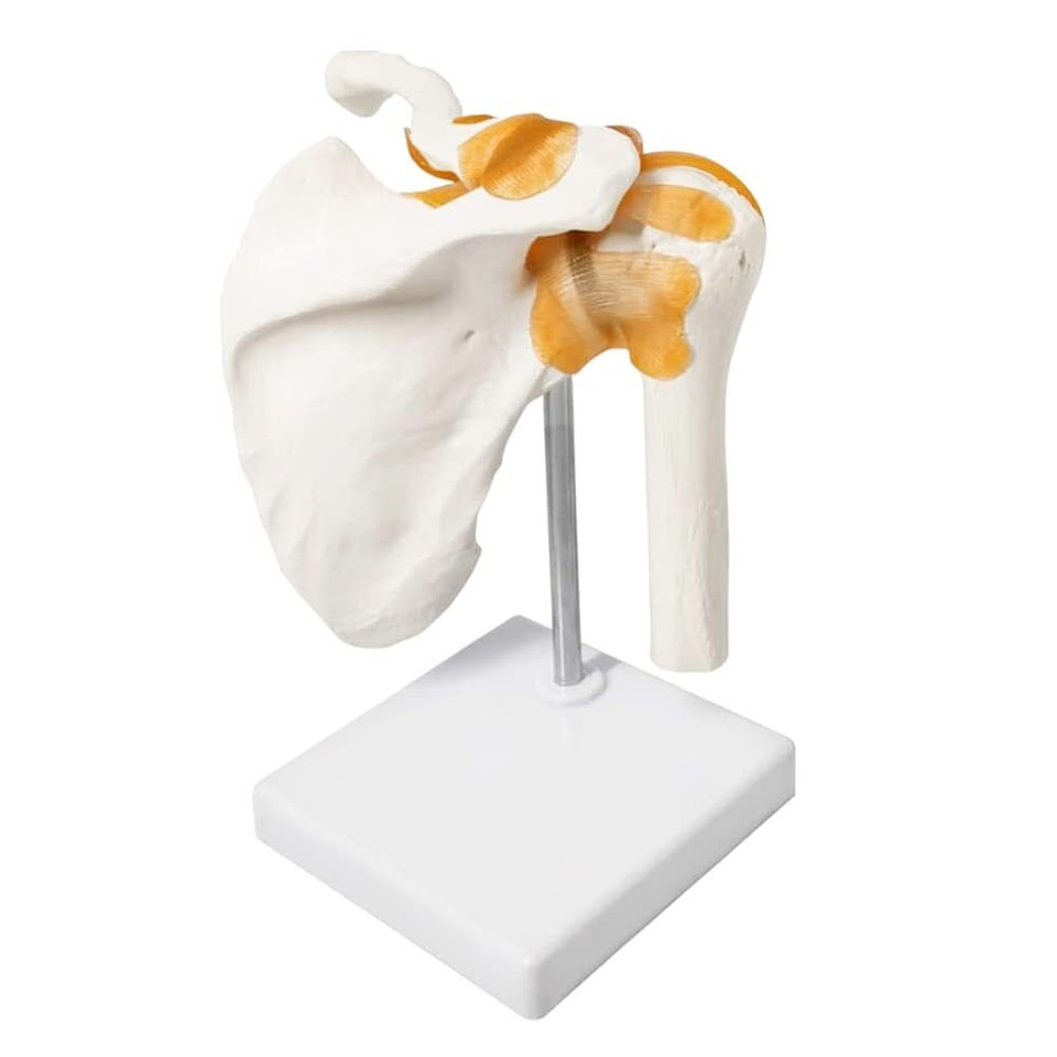 Anatomical Shoulder Joint Model Medical Anatomy Skeleton, Human Body