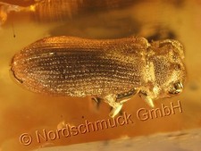 Natur Bernstein Inkluse Inklusen Einschluss Insekt, Pochkäfer = Klopfkäfer IN119