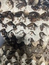 Dubia Roaches - Small, Medium, Large & Feeder Males - Live Arrival Guaranteed