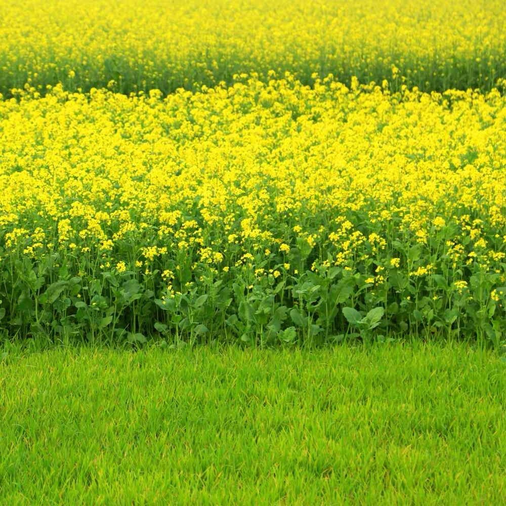 1000++ Black Mustard Seeds - (Brassica Nigra) NON-GMO | Heirloom - Plant Seeds